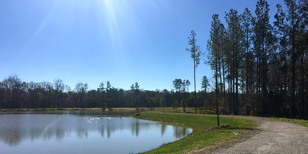 Introducing Archer Park Summers Corner