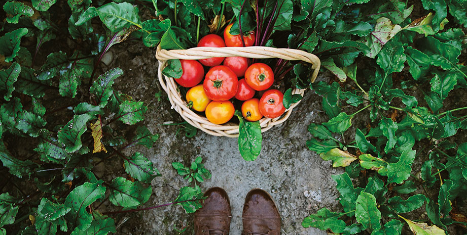 Community Garden in South Carolina Neighborhood of Summers Corner