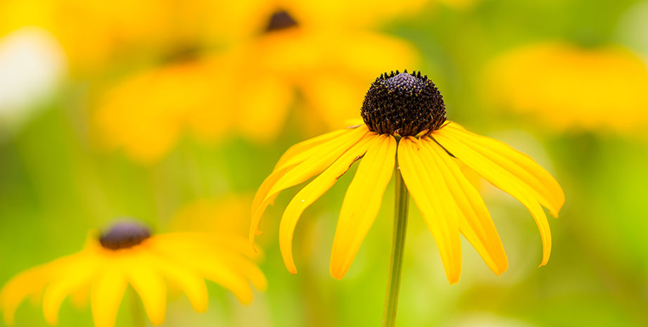 Daisy Flowers in the North Charleston Neighborhood of Summerville