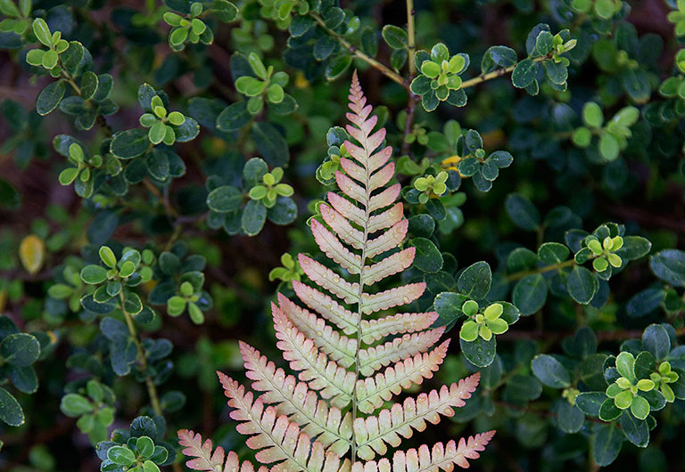 Nature at Your New Home Near Charleston