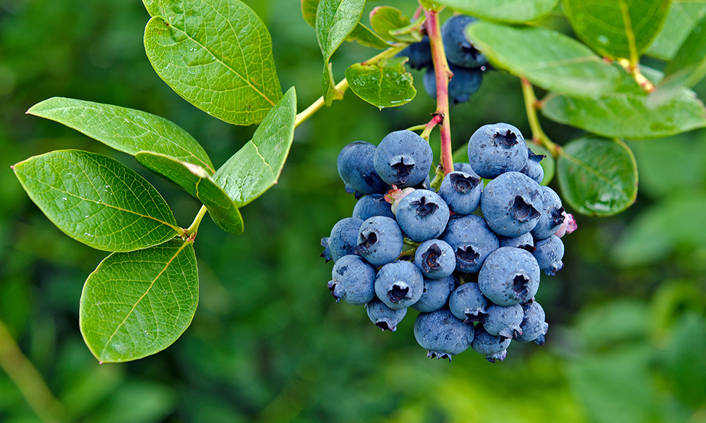 2015 Bare Root Tree &amp; Plant Sale Order Deadline Summers