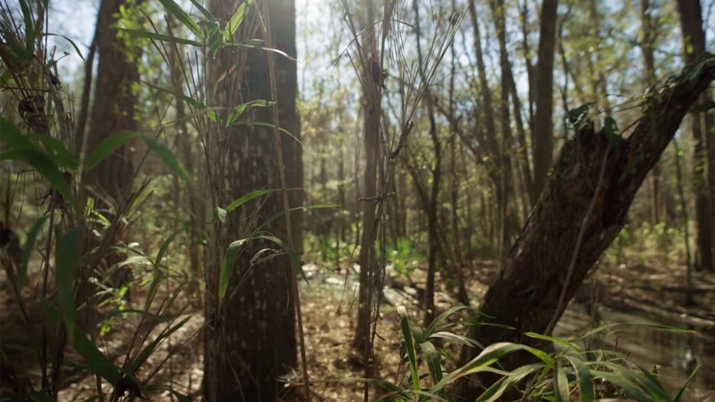 Nature at your New Home in Summerville